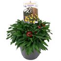 Afbeelding van EJ Bracteantha P19 Dark Red